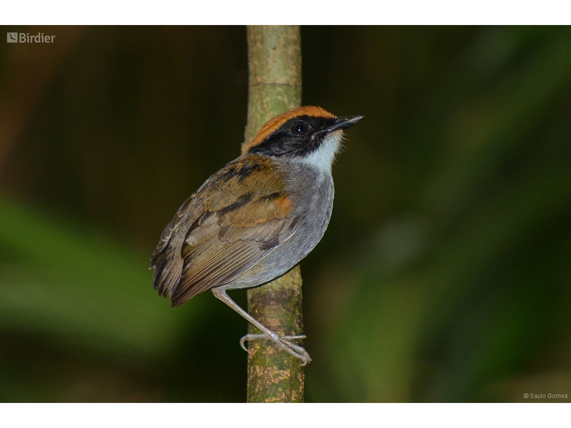 Conopophaga melanops