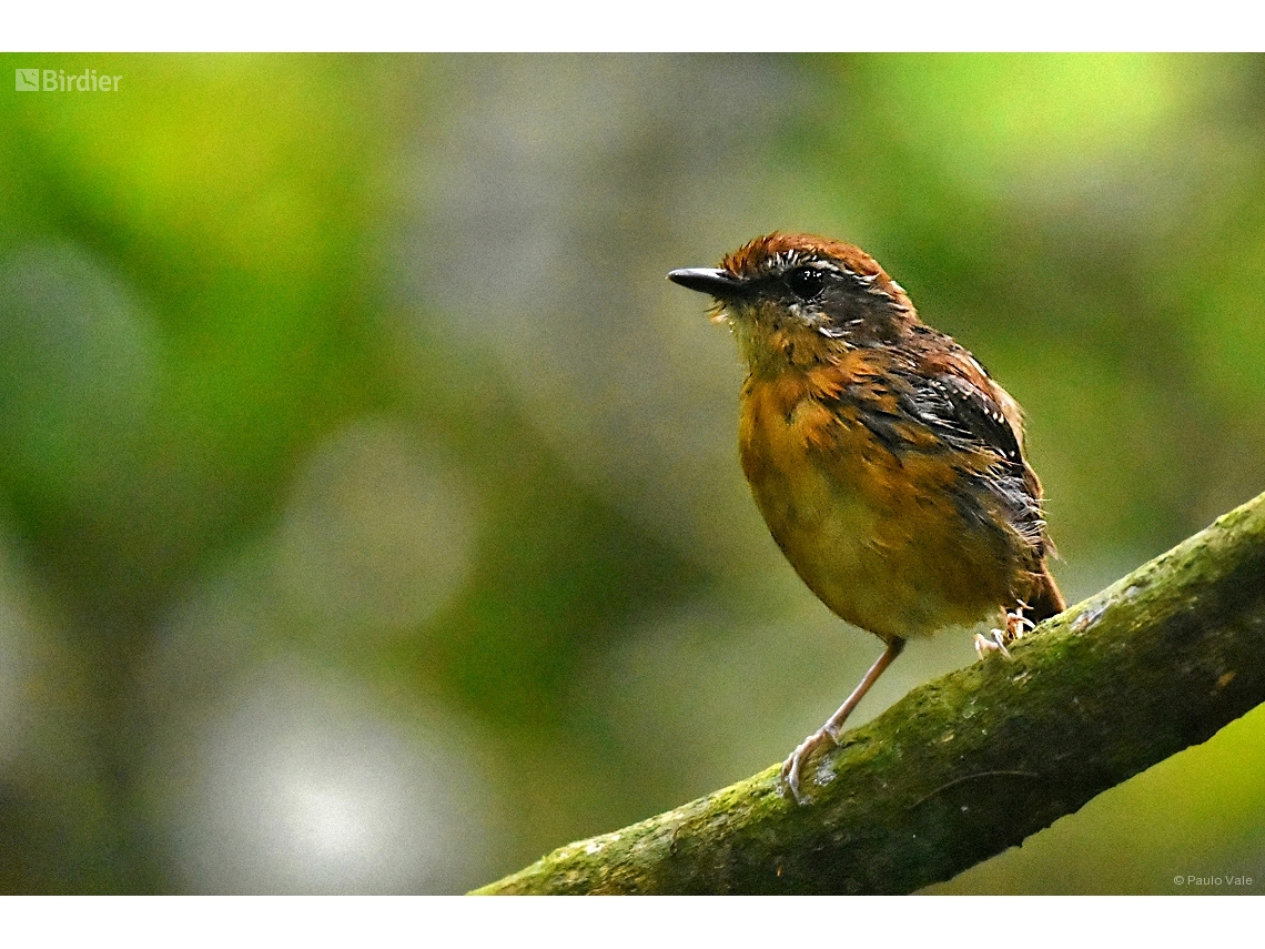 Conopophaga melanops