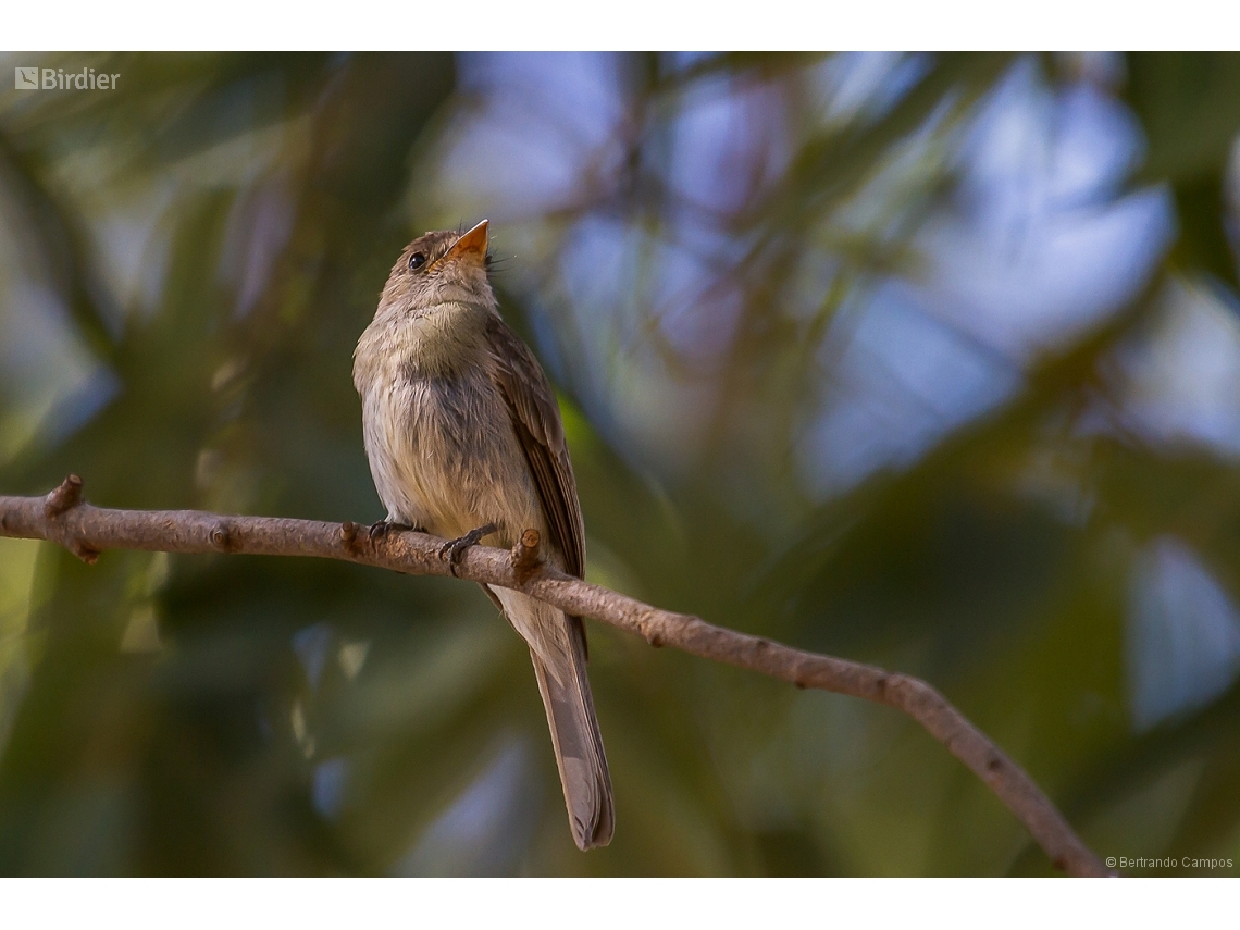 Contopus cinereus