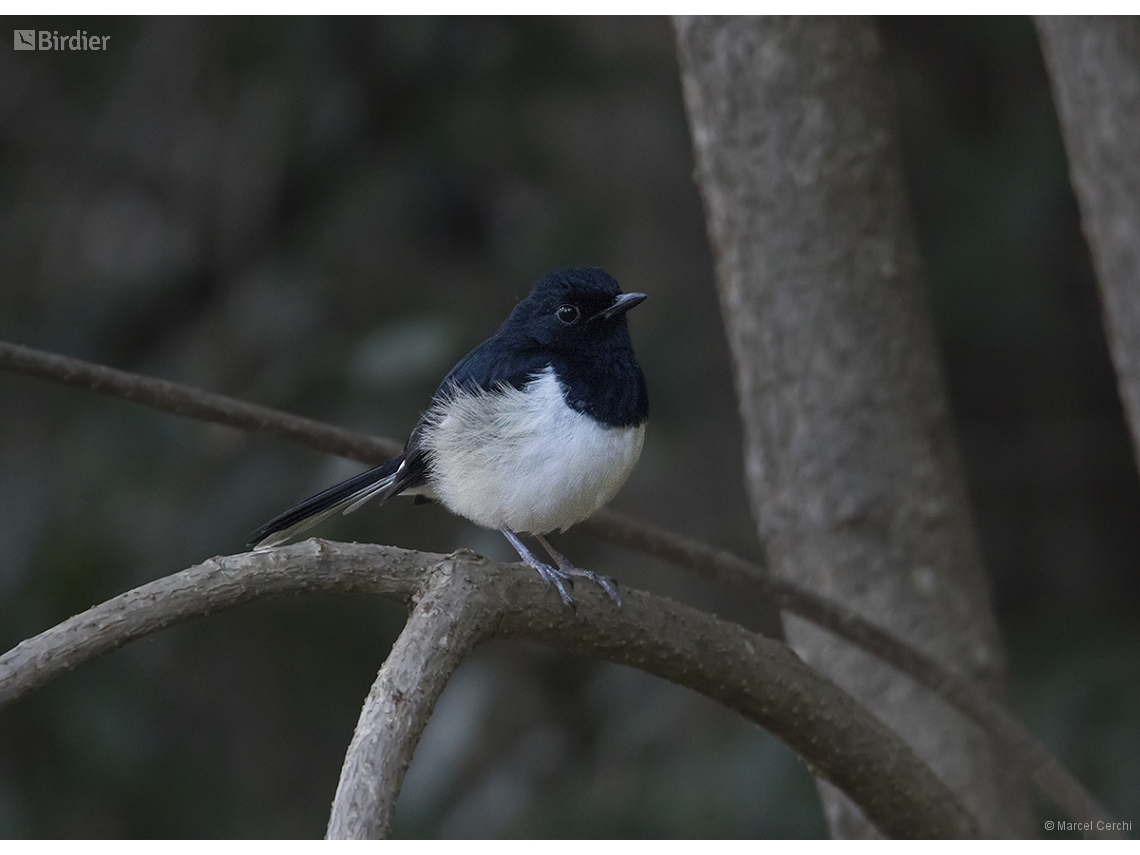 Copsychus albospecularis