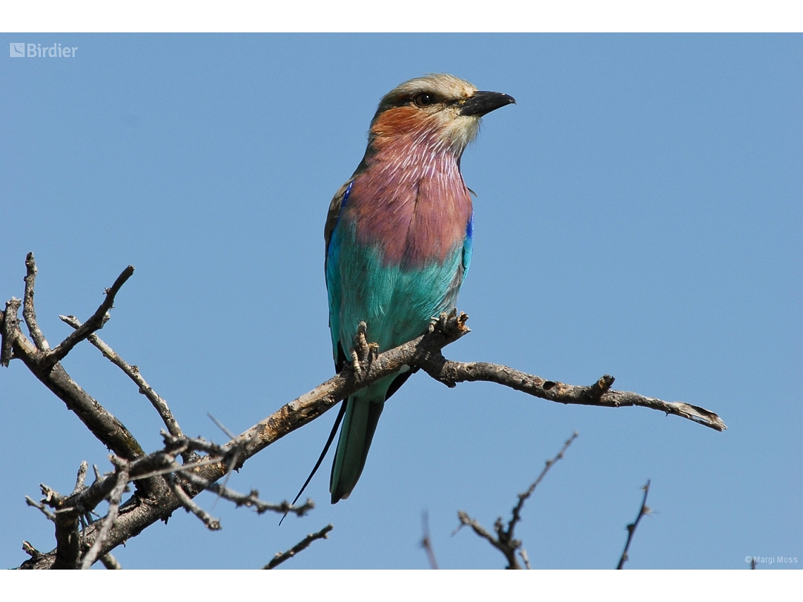 Coracias caudatus