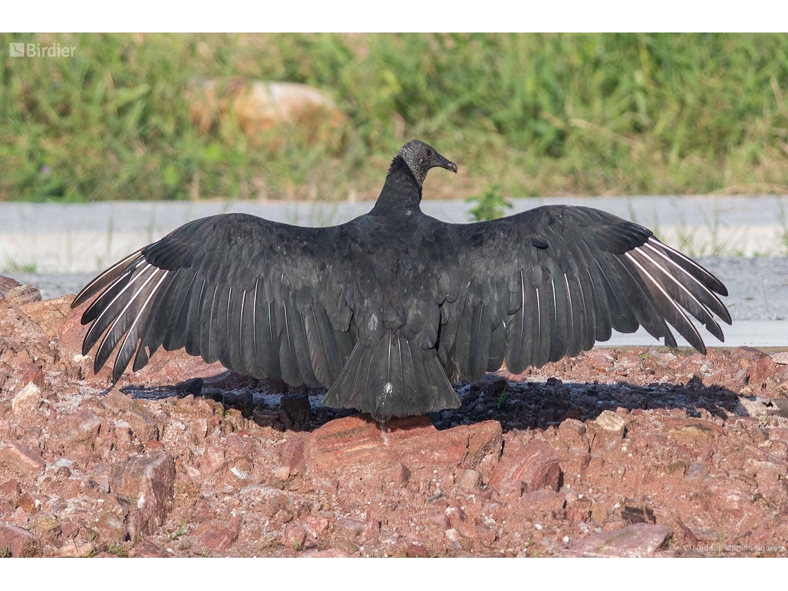 Coragyps atratus