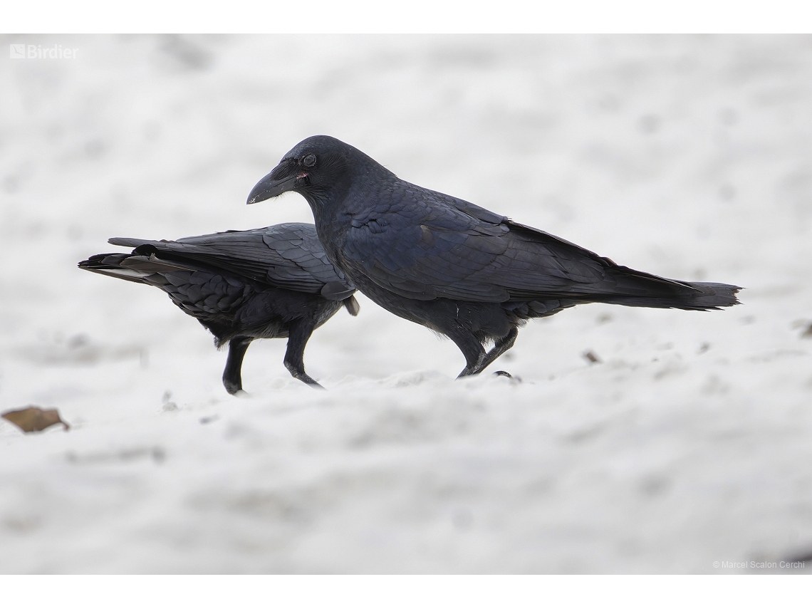 Corvus mellori