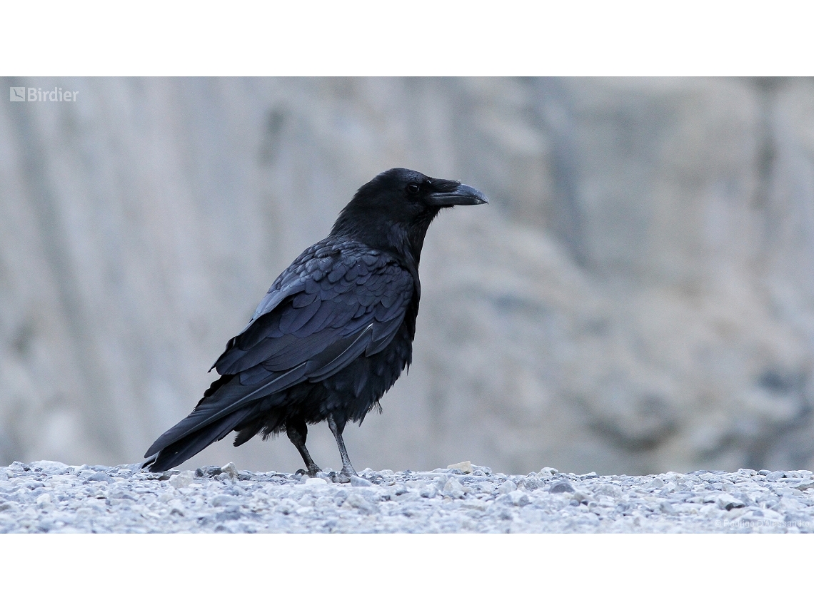 Corvus brachyrhynchos