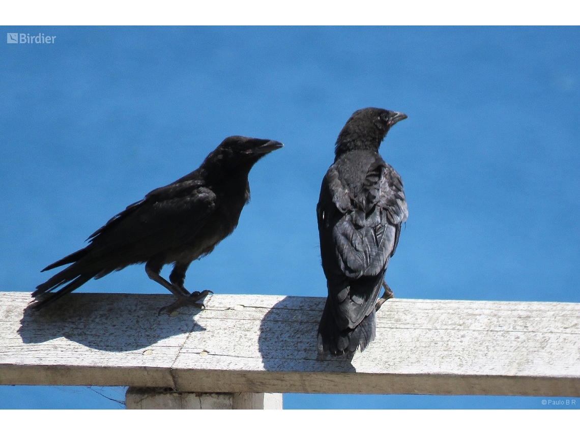 Corvus brachyrhynchos