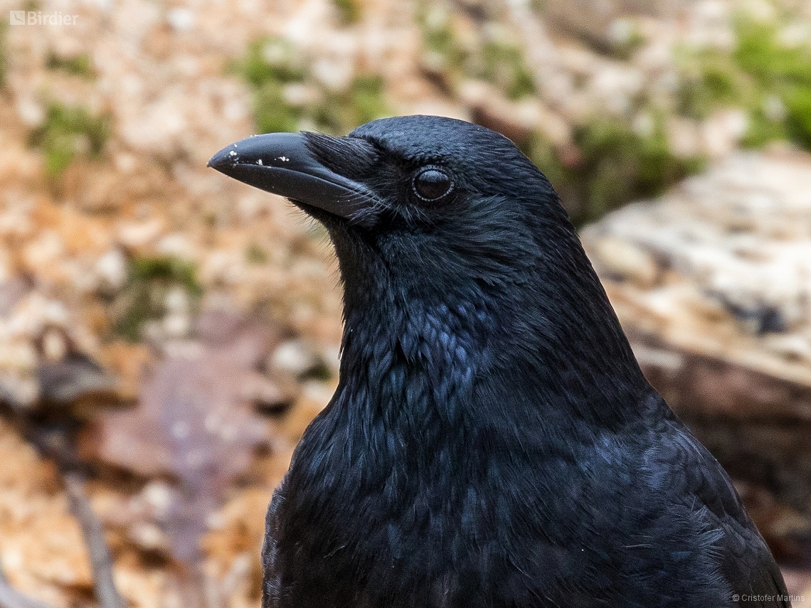 Corvus corax