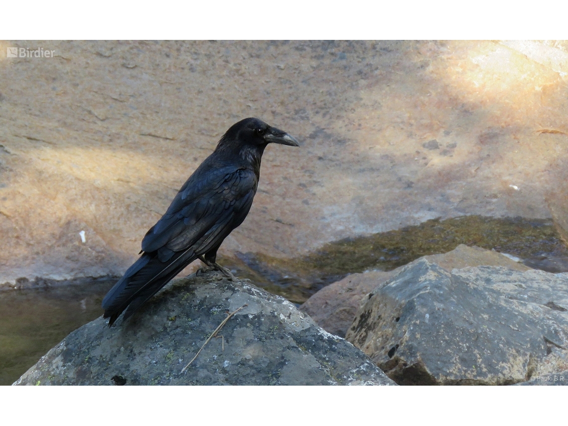 Corvus corax