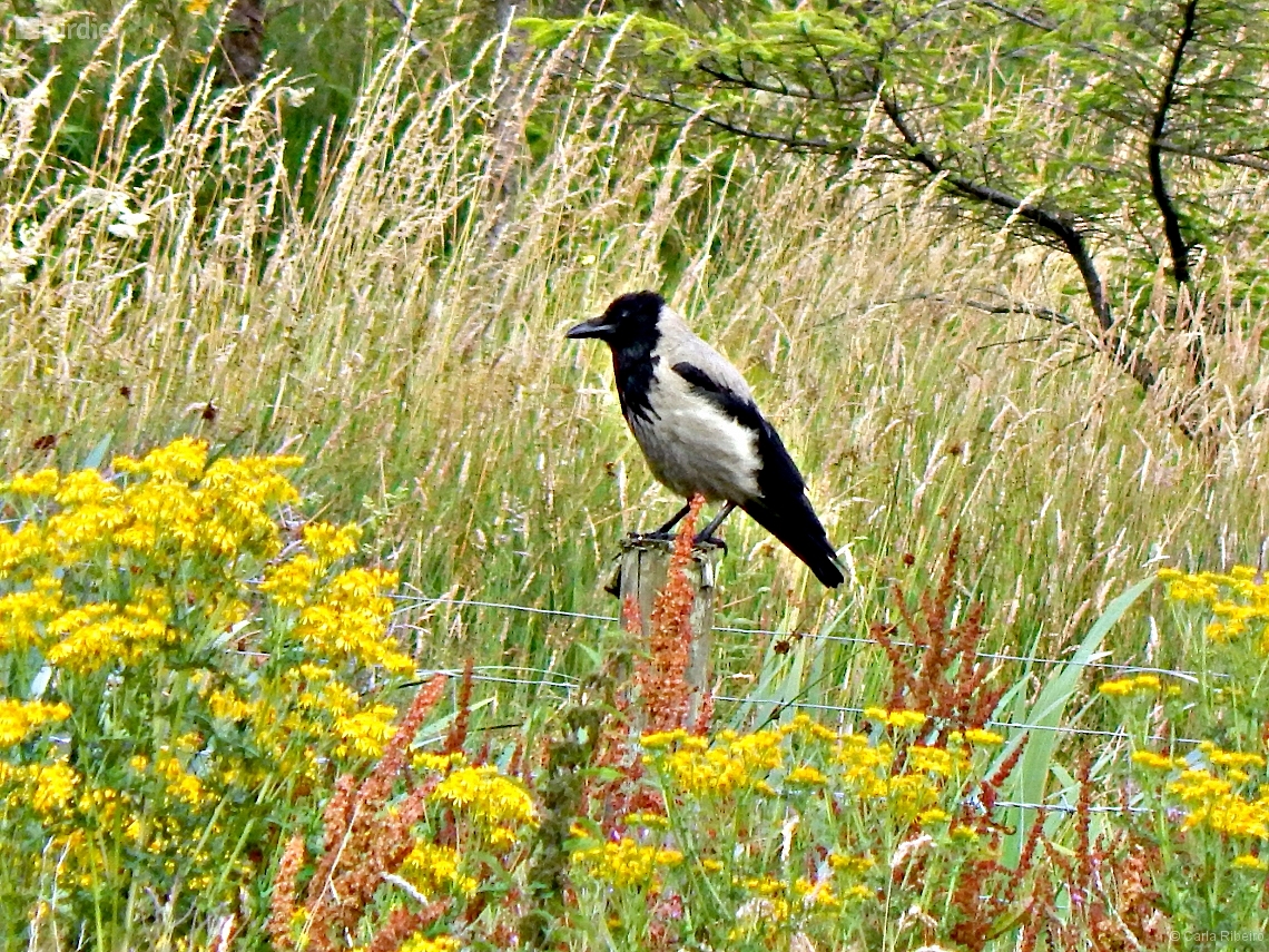 Corvus cornix