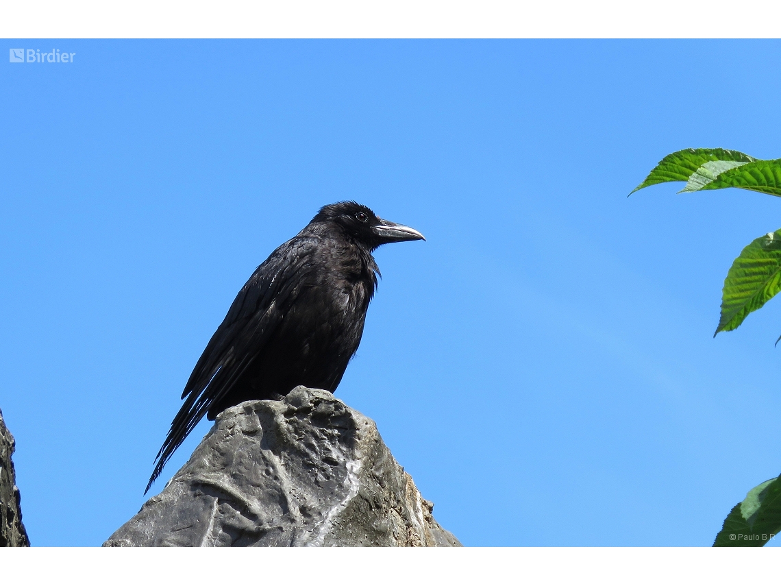 Corvus corone