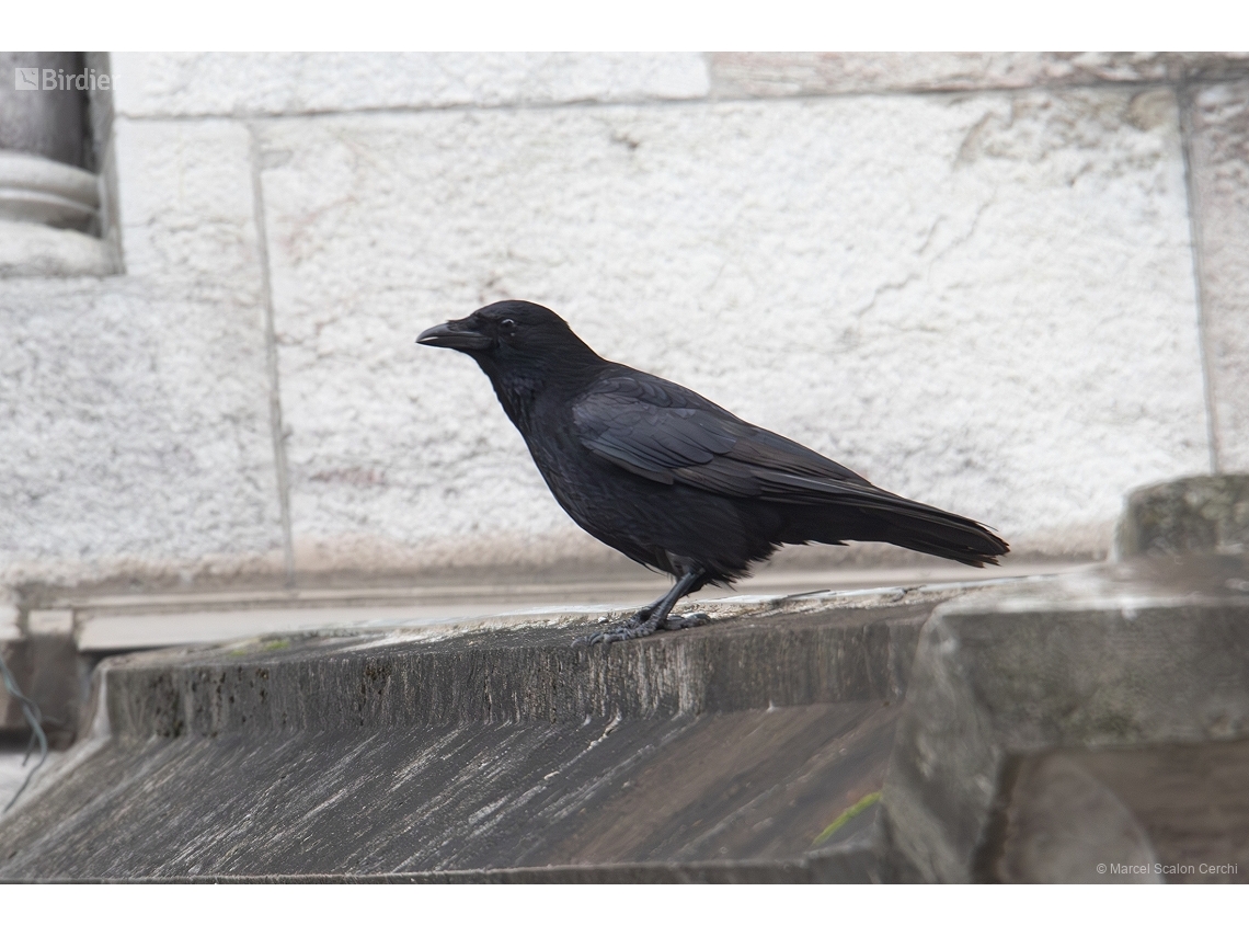 Corvus corone