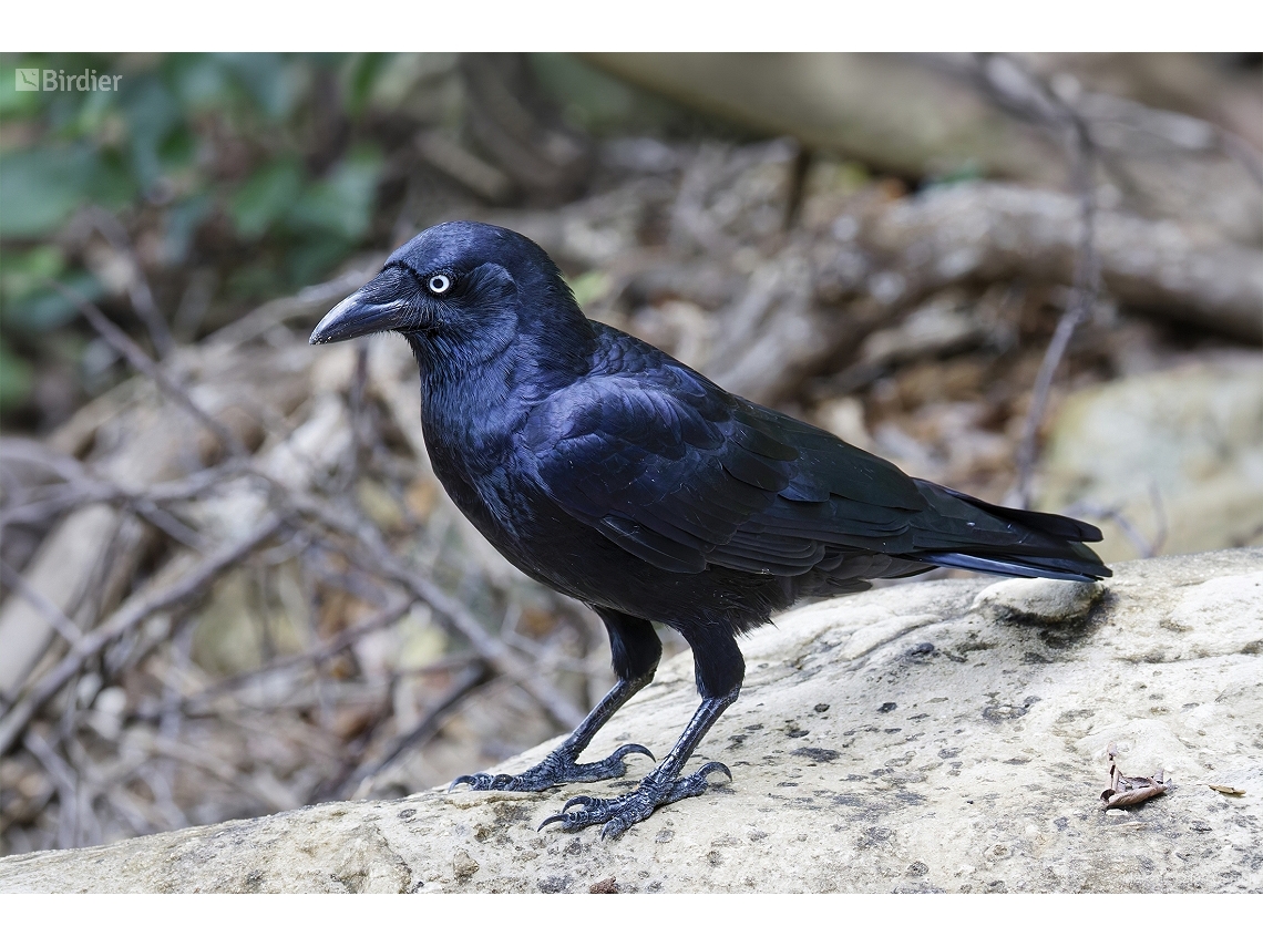 Corvus orru