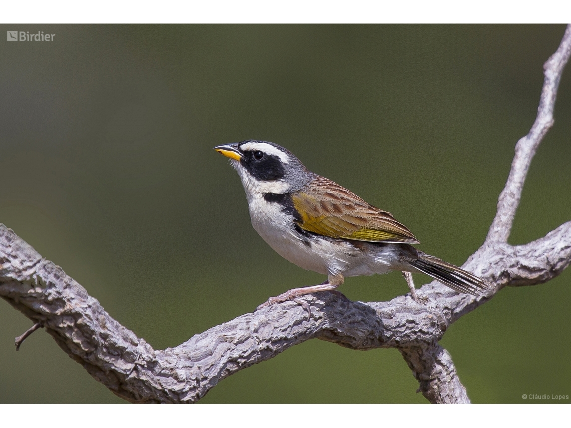 Coryphaspiza melanotis