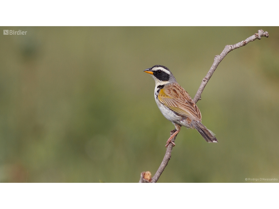 Coryphaspiza melanotis