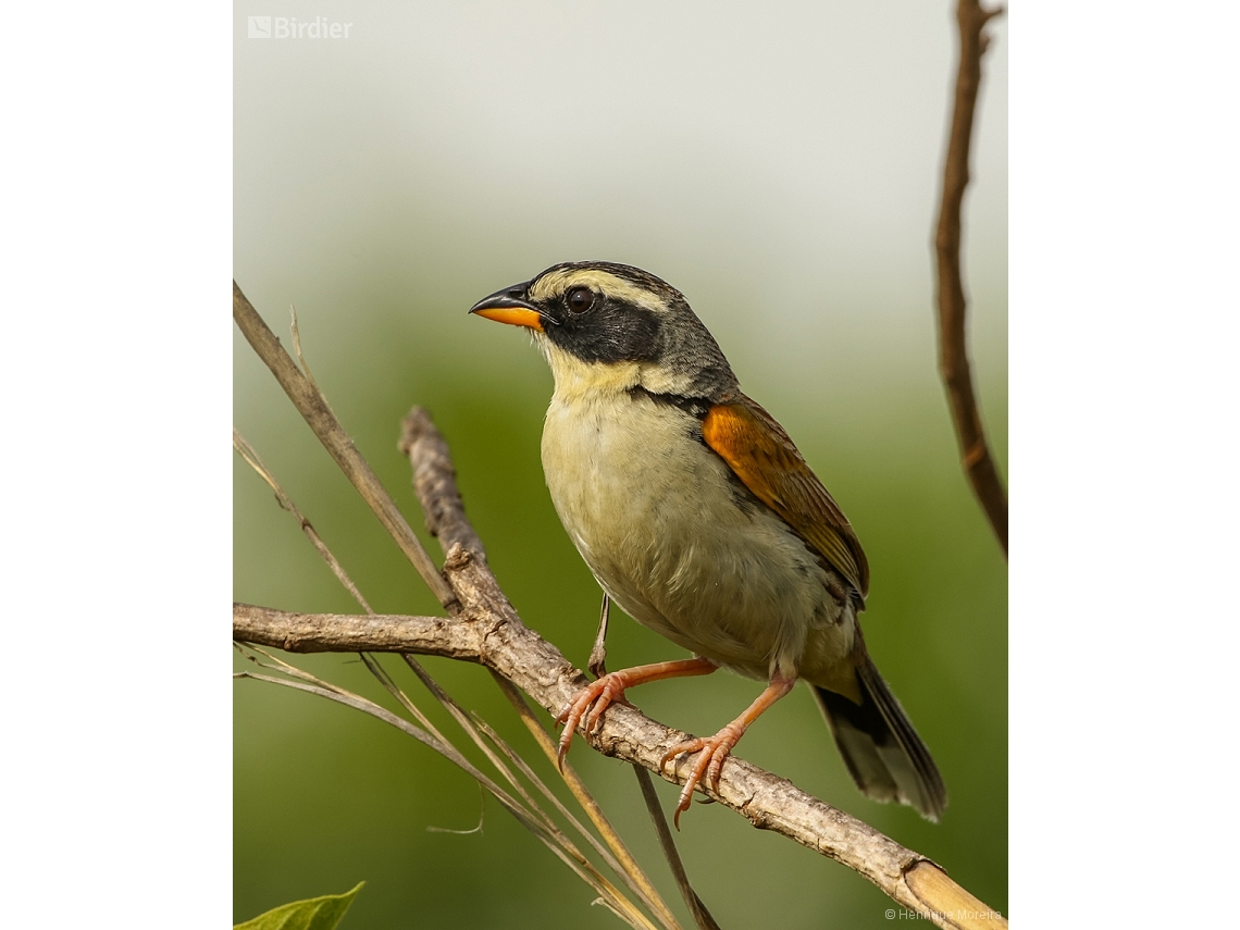 Coryphaspiza melanotis