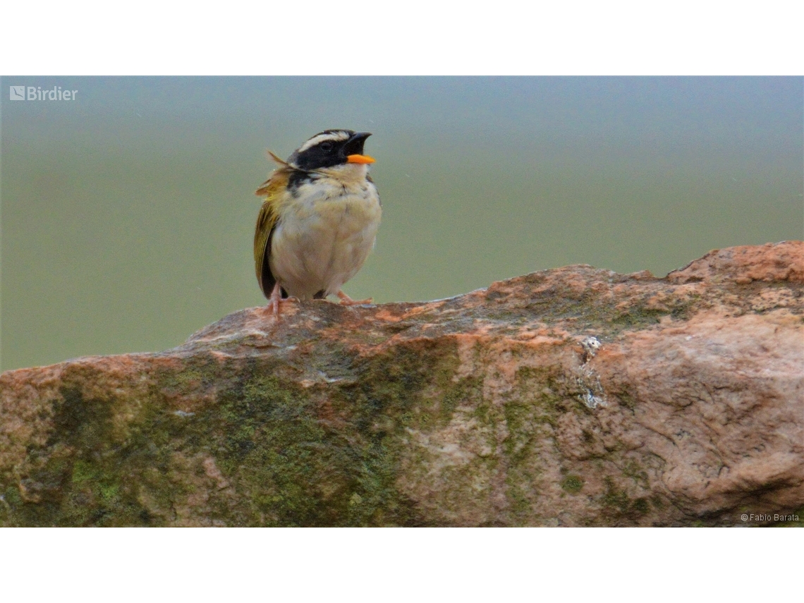Coryphaspiza melanotis