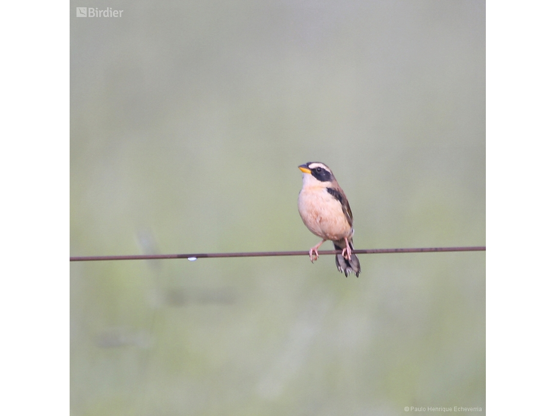 Coryphaspiza melanotis