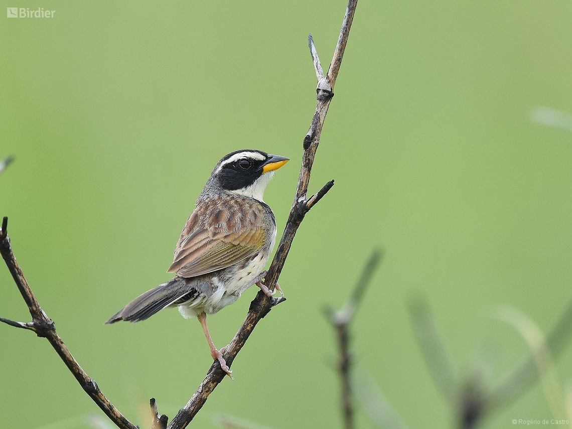 Coryphaspiza melanotis