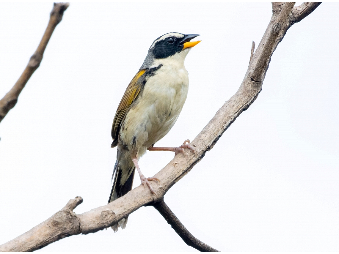 Coryphaspiza melanotis