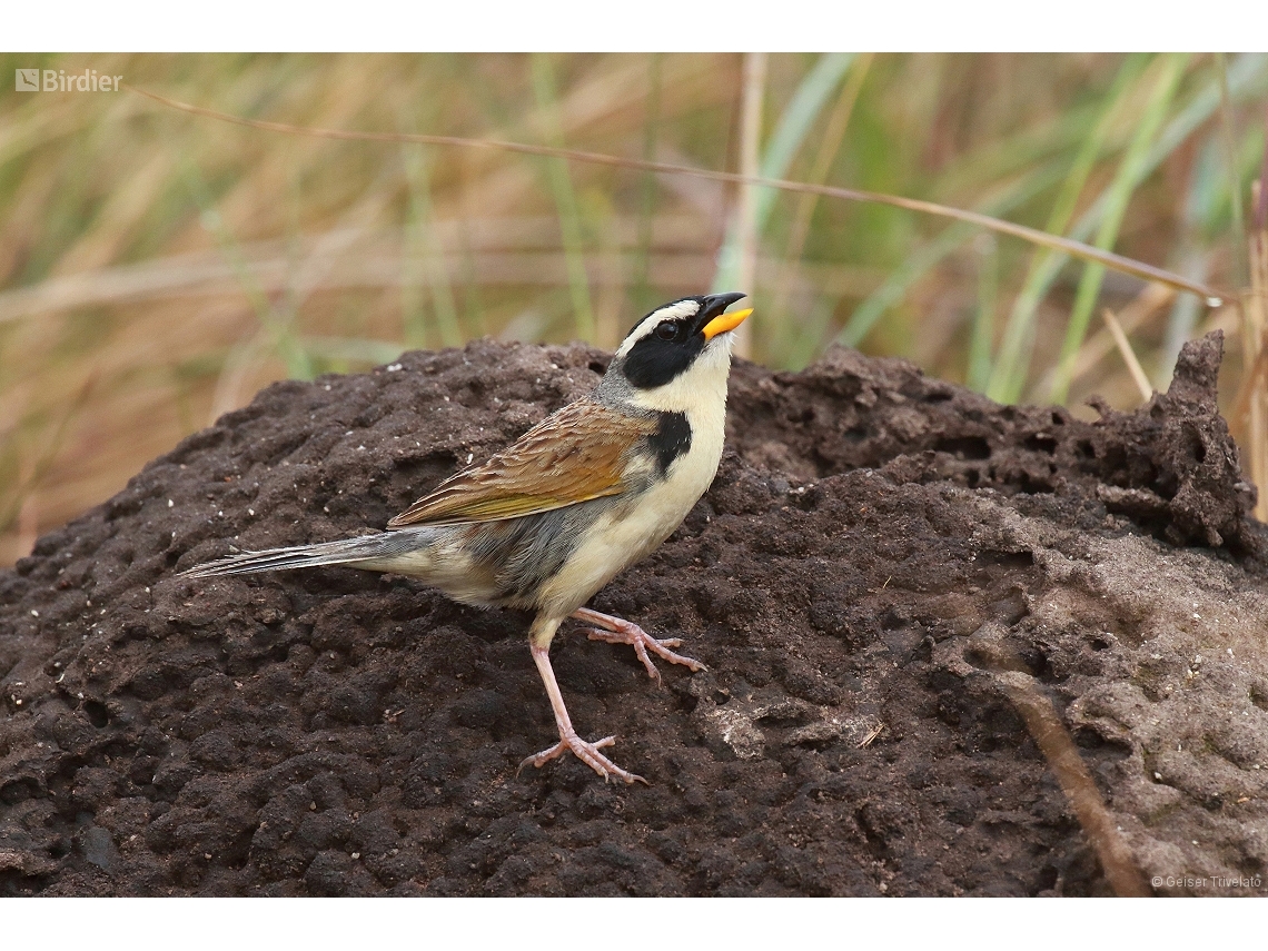 Coryphaspiza melanotis