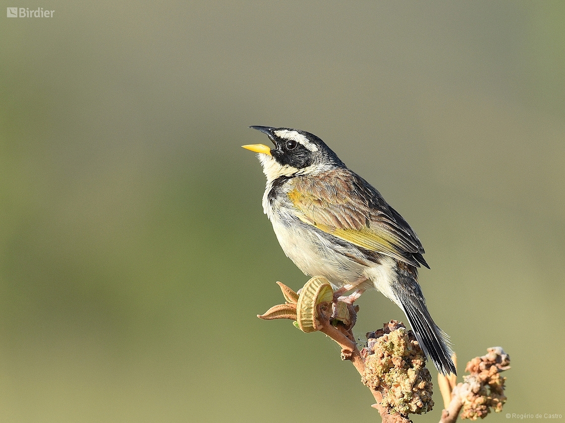 Coryphaspiza melanotis