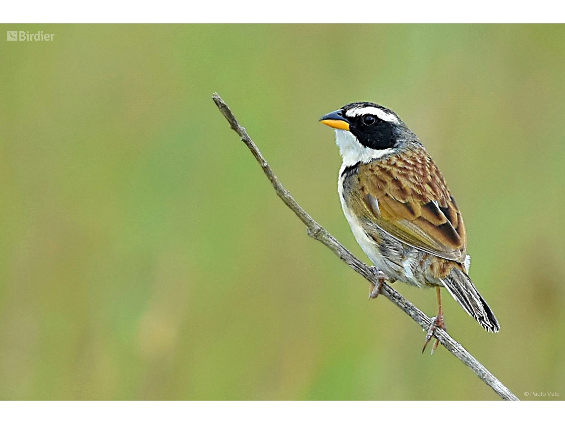 Coryphaspiza melanotis