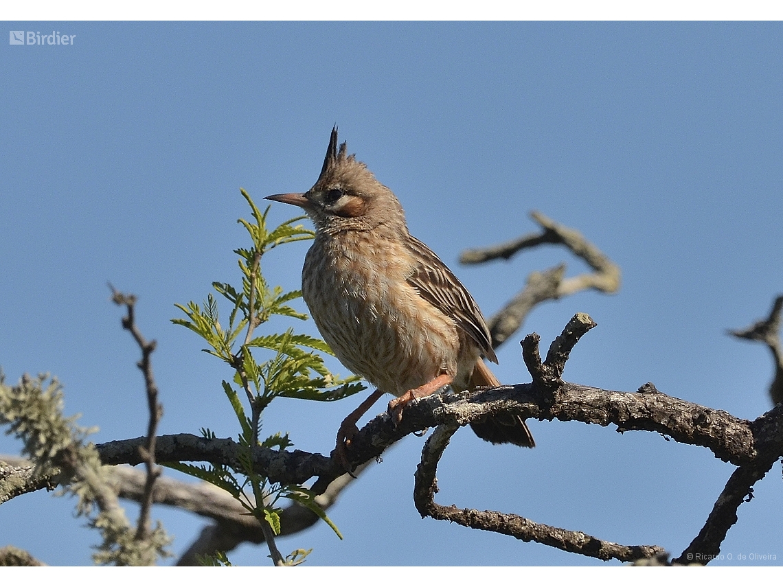 Coryphistera alaudina