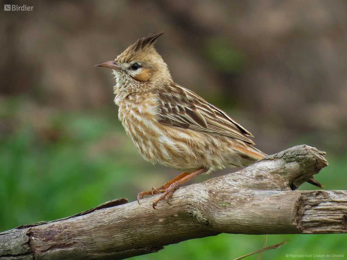 Coryphistera alaudina