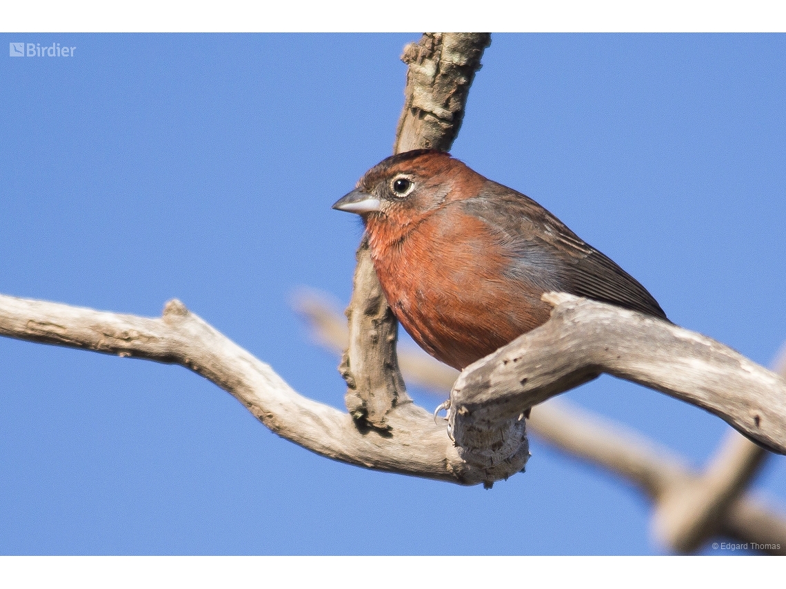 Coryphospingus cucullatus