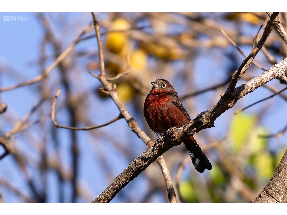 Coryphospingus cucullatus