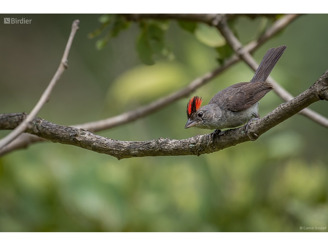 Coryphospingus pileatus