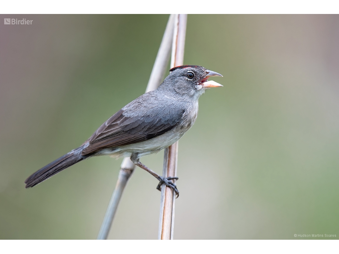 Coryphospingus pileatus