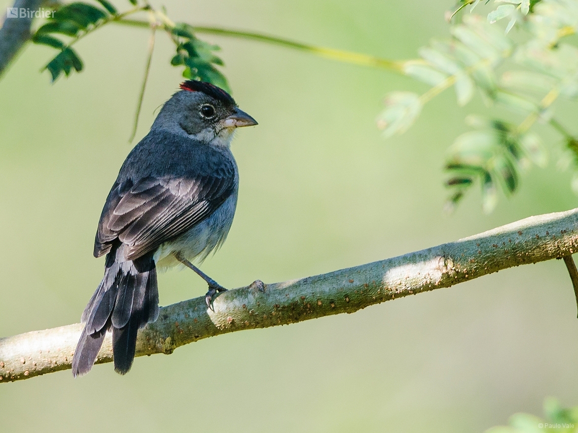 Coryphospingus pileatus