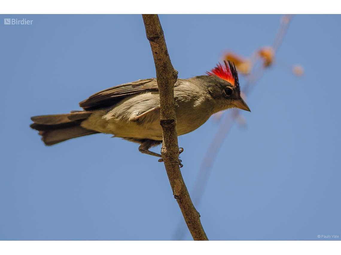 Coryphospingus pileatus