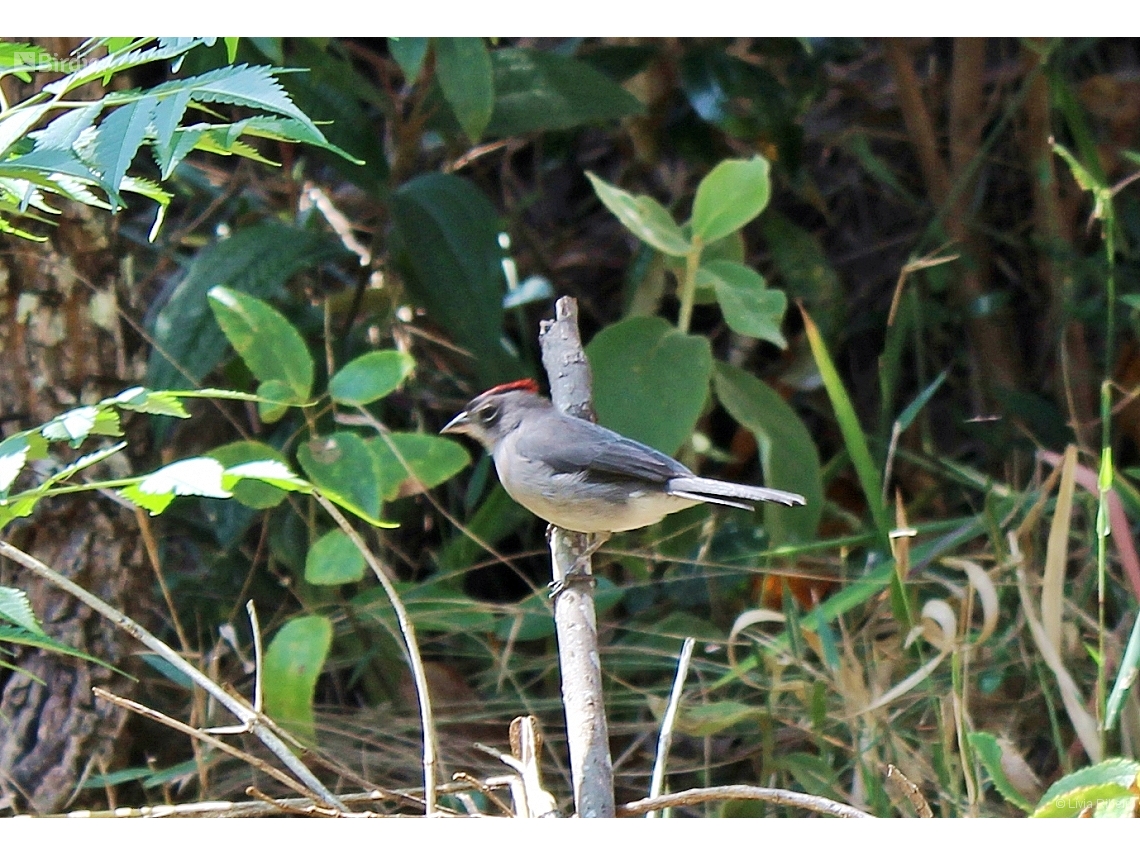 Coryphospingus pileatus