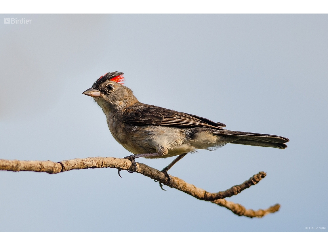 Coryphospingus pileatus