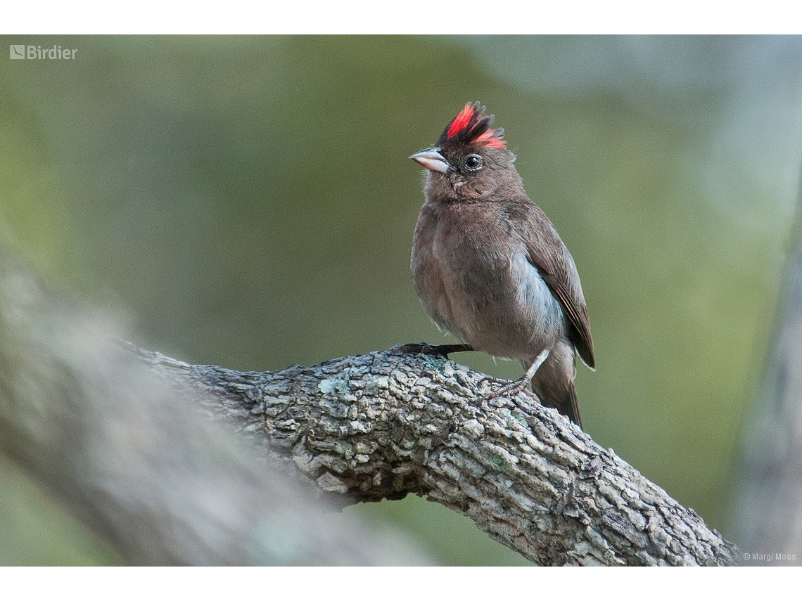 Coryphospingus pileatus