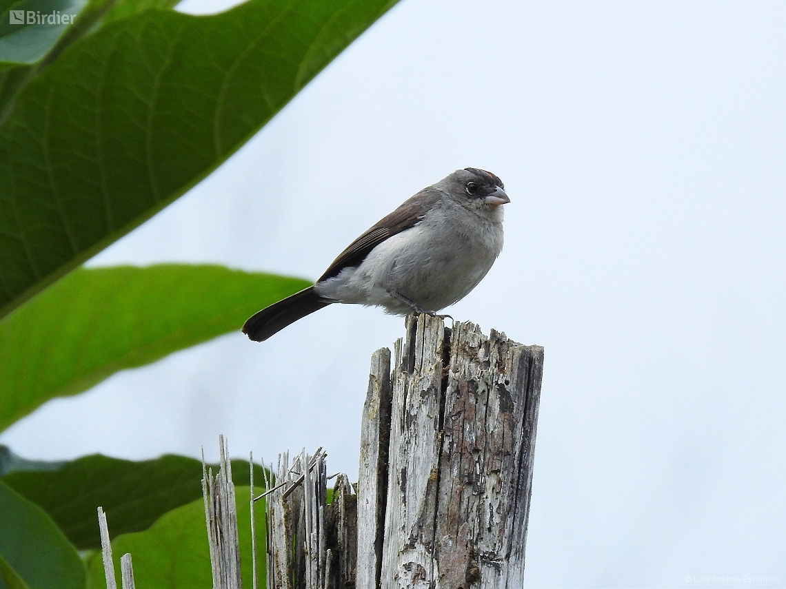 Coryphospingus pileatus