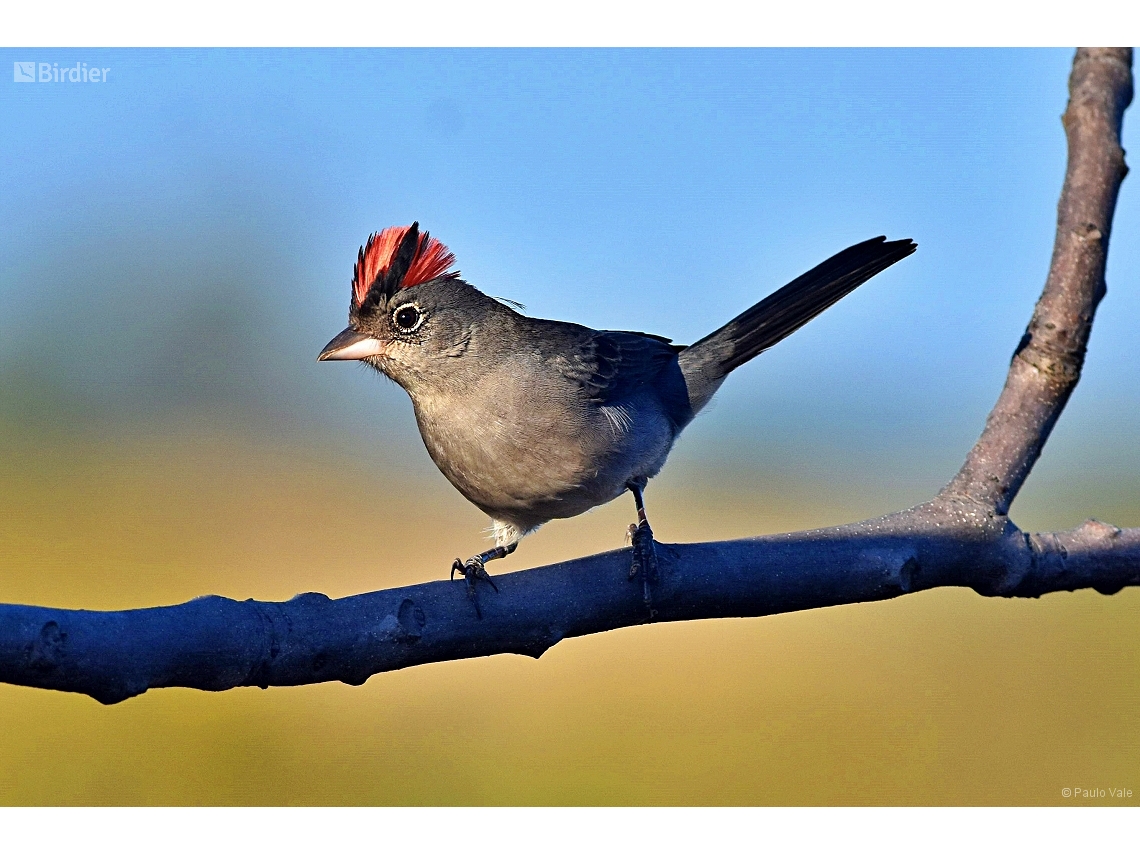 Coryphospingus pileatus