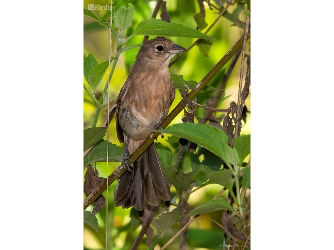 Coryphospingus pileatus