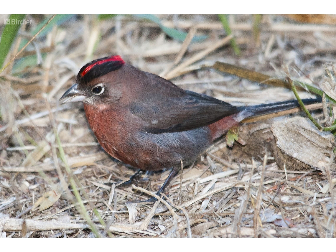 Coryphospingus cucullatus