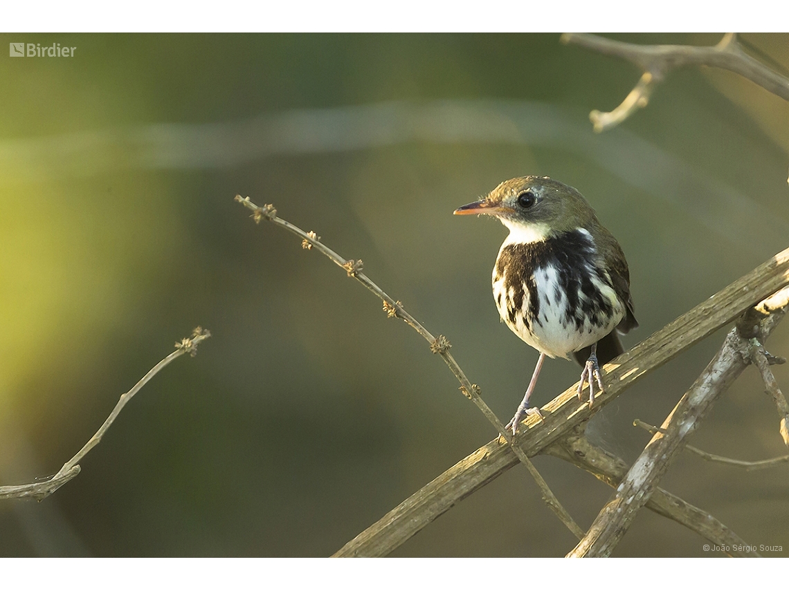 Corythopis delalandi