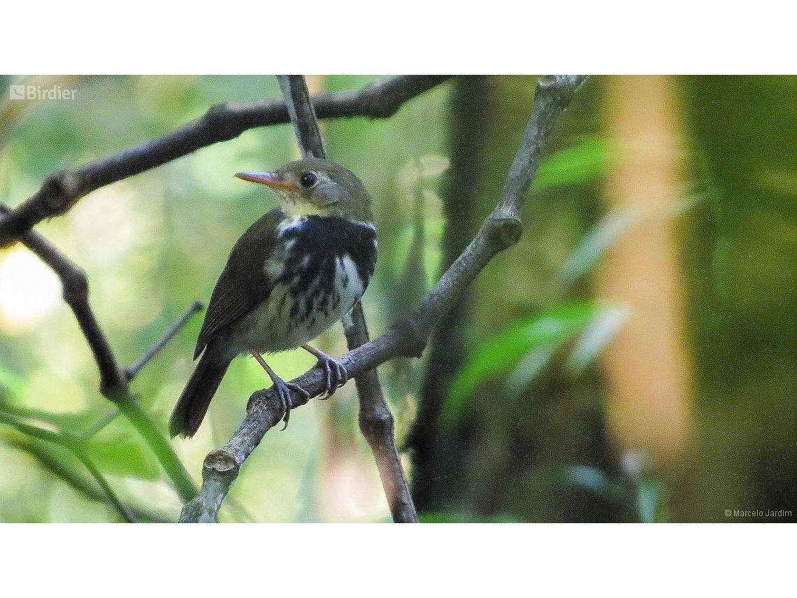 Corythopis delalandi