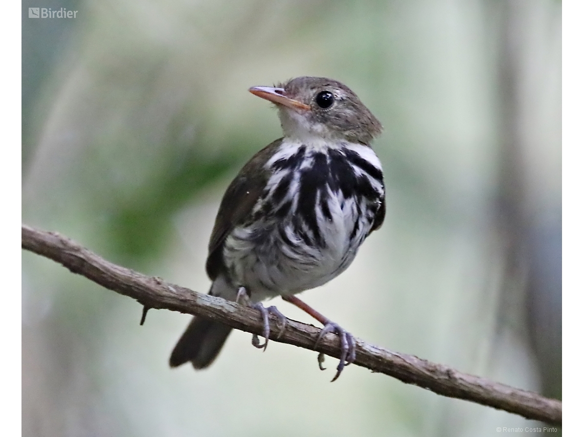 Corythopis delalandi