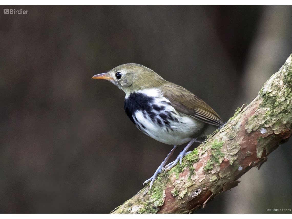 Corythopis delalandi