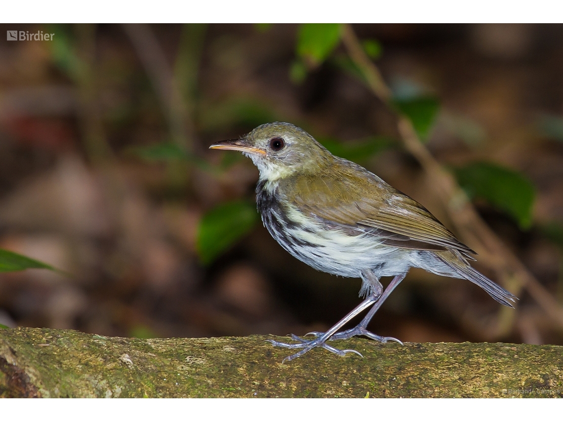 Corythopis delalandi