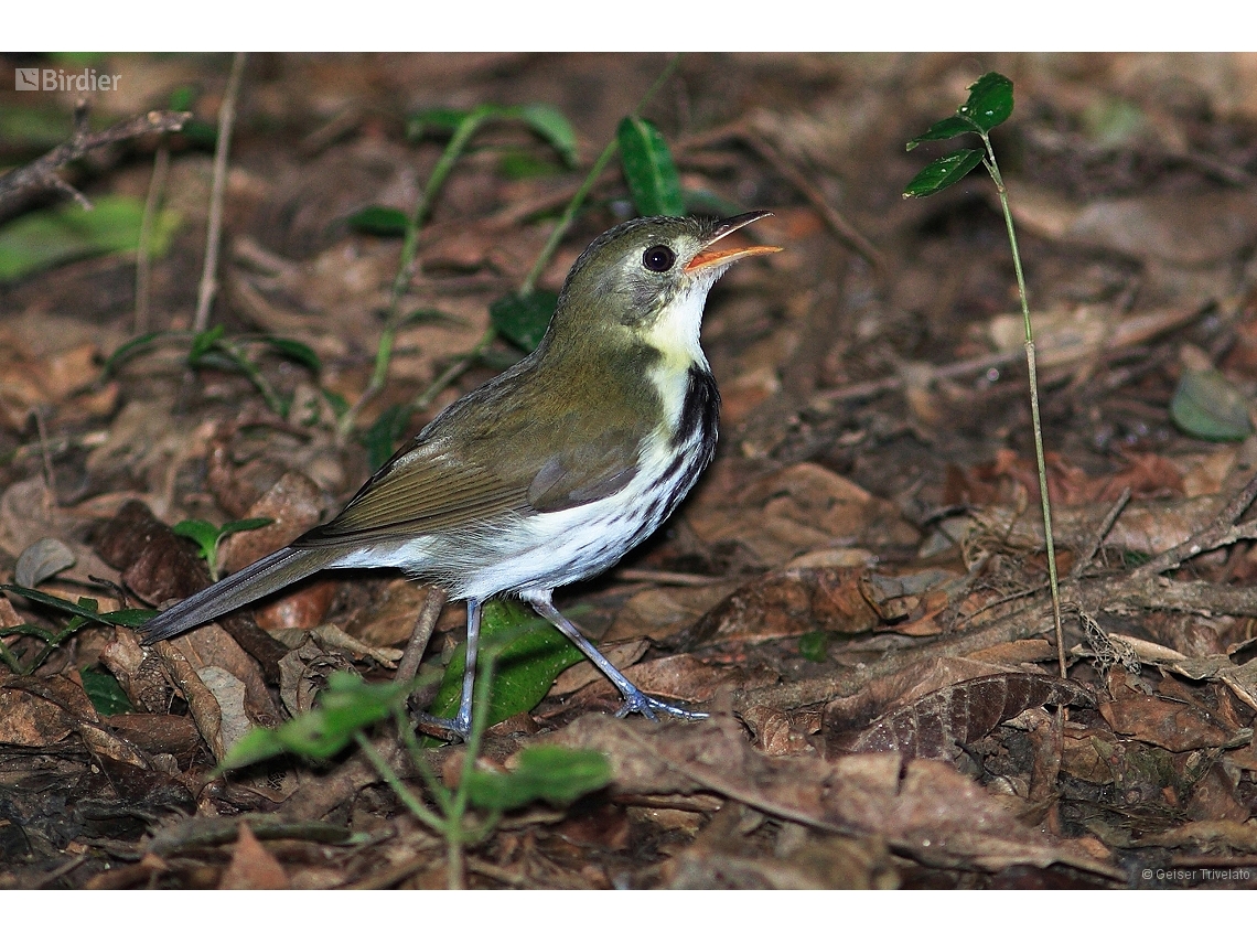 Corythopis delalandi
