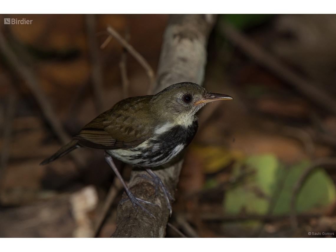 Corythopis delalandi