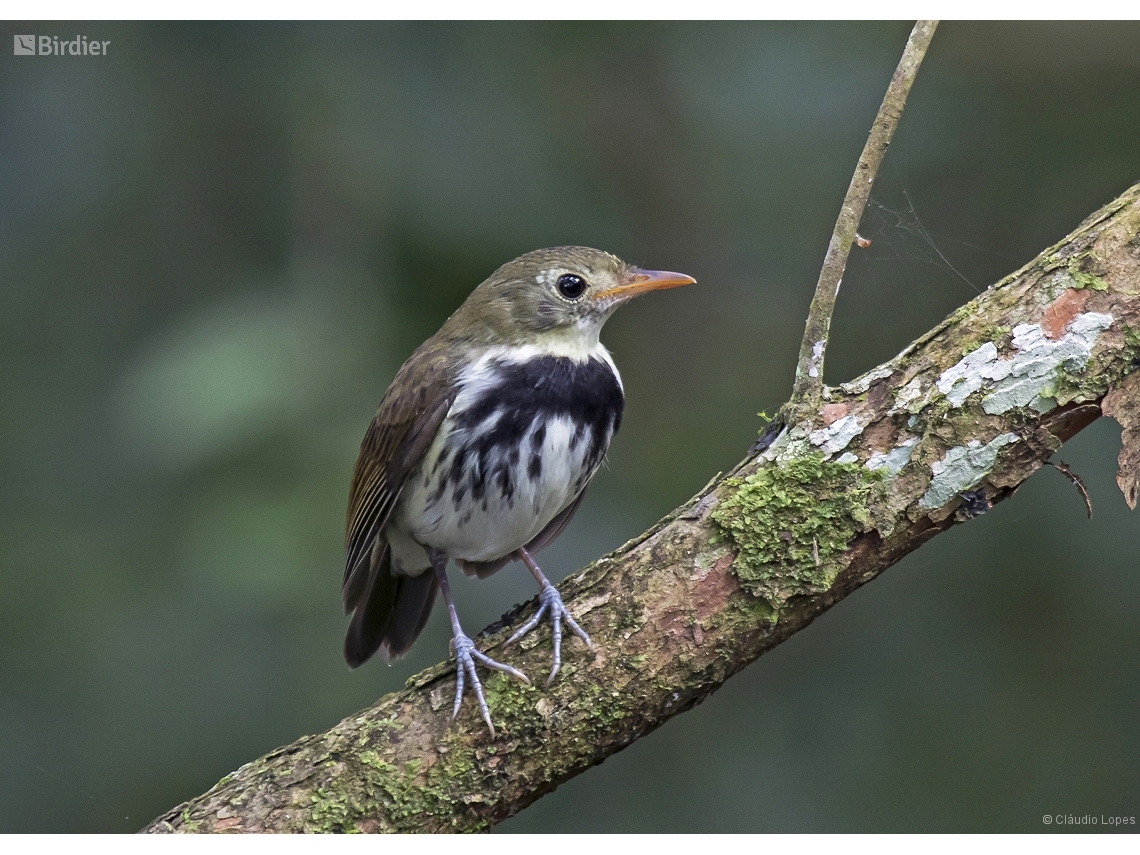 Corythopis delalandi