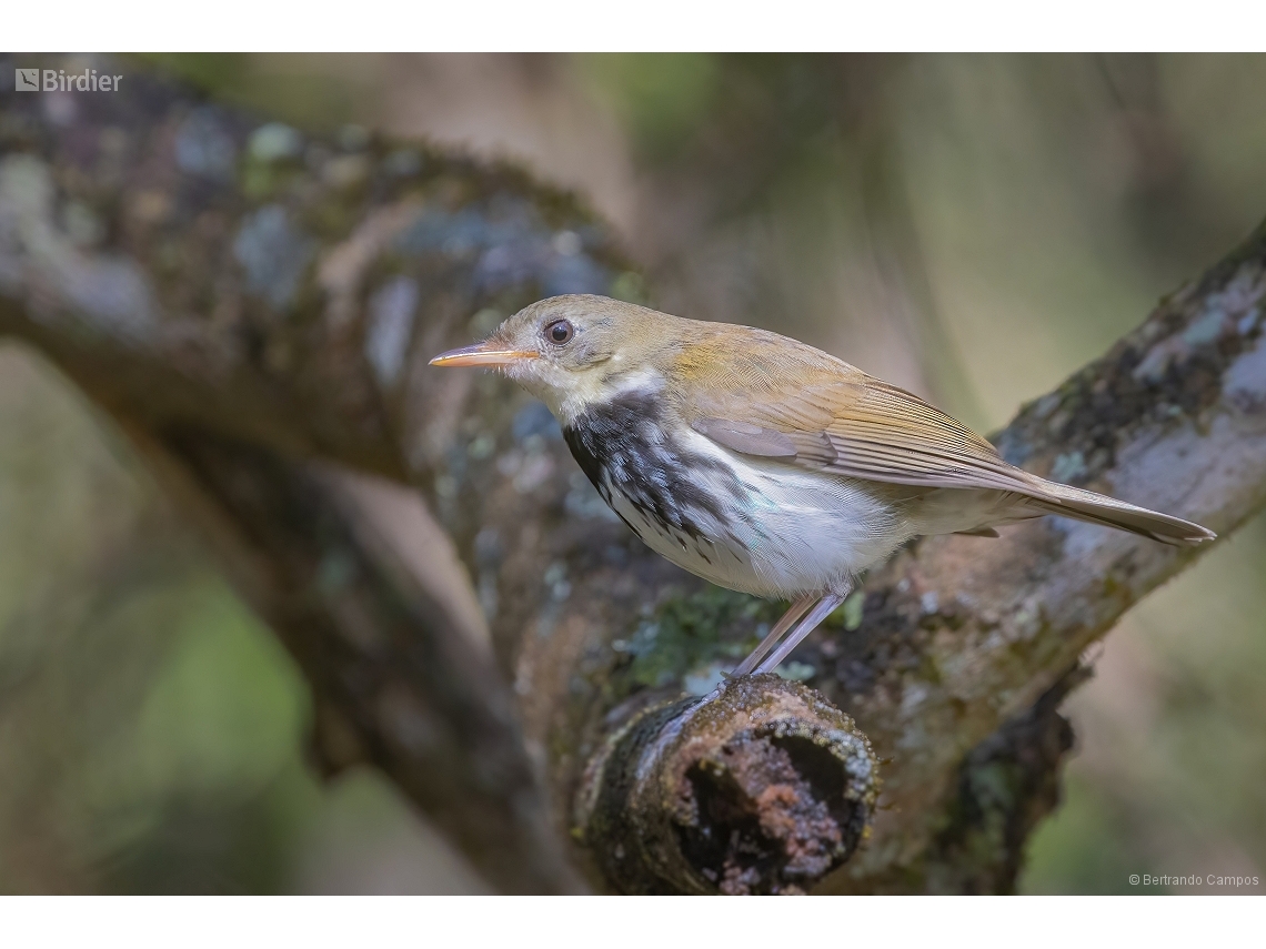 Corythopis delalandi