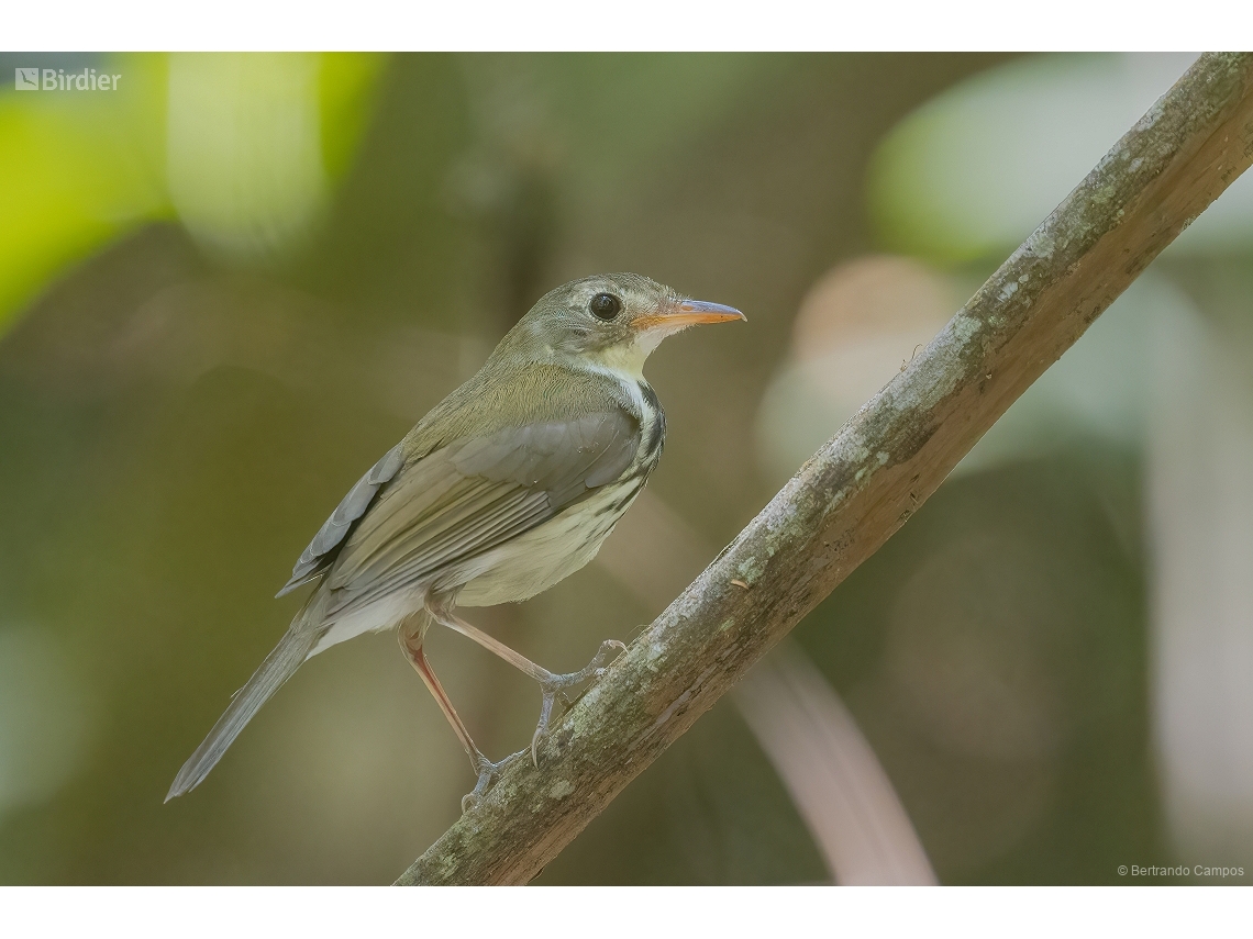 Corythopis delalandi